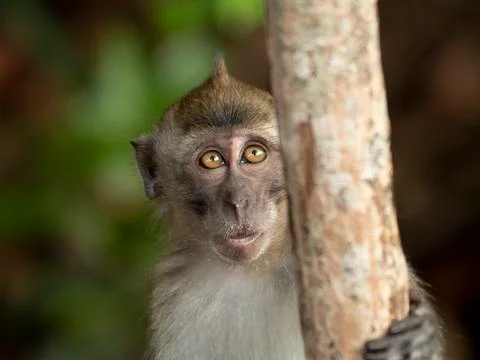 Cute young macaque Stock Photos