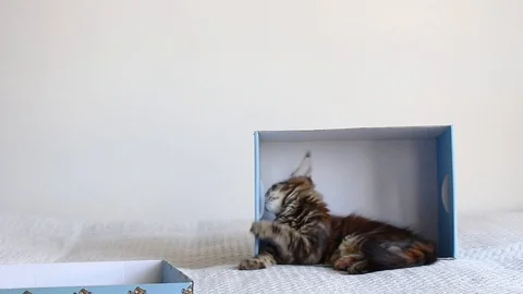 Cute young main coon kitten Stock Footage 97737560