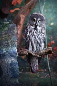 Cute young owl in forest Stock Photos