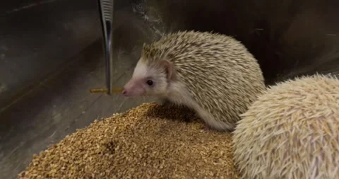A cute young pet hedgehog eats worms from tweezers in a hand. Petting Stock Footage 255874967