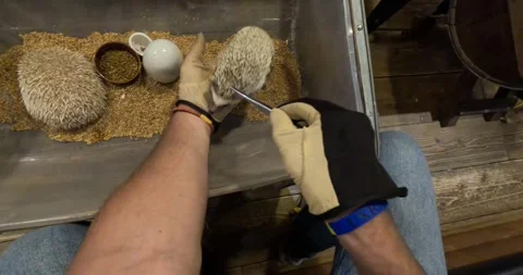 A cute young pet hedgehog eats worms from tweezers in a hand. Petting Video stock 255874976