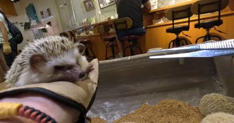 A cute young pet hedgehog eats worms from tweezers in a hand. Petting Stock Footage 255874990