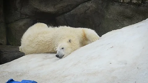 Cute young polar bear Stock Footage 90338771