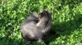 Cute young Raccoon Dog close up from above HD Footage