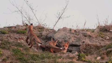 Cute young red fox cub near the burrow. Vulpes vulpes Stock-Footage 231718522