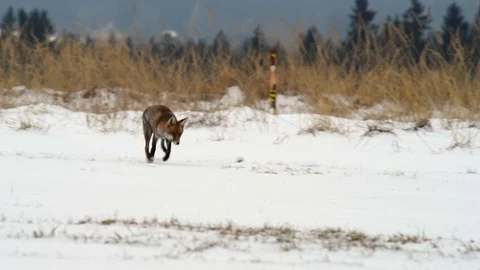 Cute young red fox (Vulpes Vulpes) running on meadow covered with snow at Stock Footage 125520741