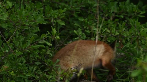 Cute young red fox Vulpes vulpes. The fox cub is hiding in the bushes Video stock 244634332