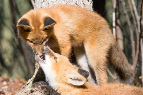 Cute young red foxes playing and biting nose Stock Photos