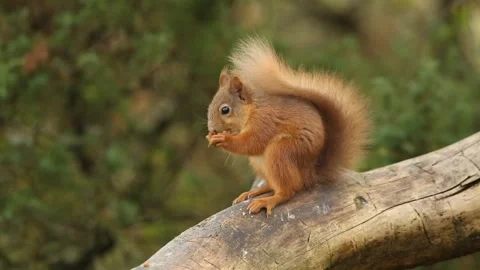 A cute young Red Squirrel feeding in the Highlands of Scotland. Stock Footage 149235434