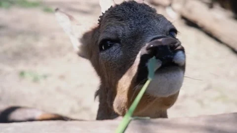 Cute young roe deer eating green grass Stockbeeldmateriaal 337032610