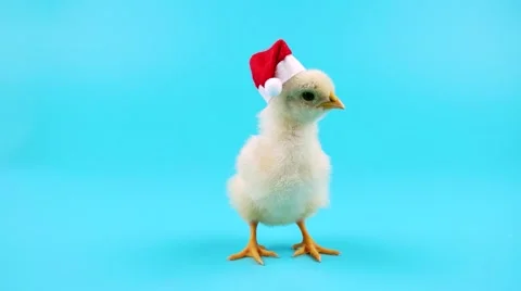Cute young rooster in red Santa Claus hat, symbol of New Year 2017 Stock Footage 68456880