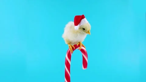 Cute young rooster, a sweet assistant of Santa Claus, sitting on the candy cane Stock Footage 68833082