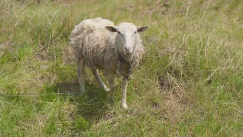 Cute young sheep in the field close-up. Sheep in a colorful green field Stock Footage 196695066