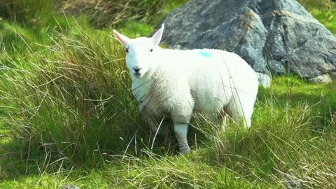 A Cute Young Sheep Looks at the Camera, Slow Motion Stock Footage 156406216