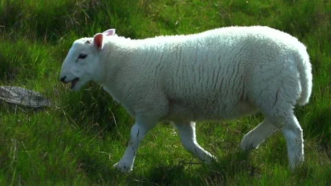Cute Young Sheep is Walking on the Grass, Slow Motion Stock Footage 156405745