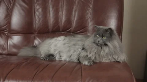 Cute young siberian cat lying on a leather sofa. Close-up. Stock Footage 43218900