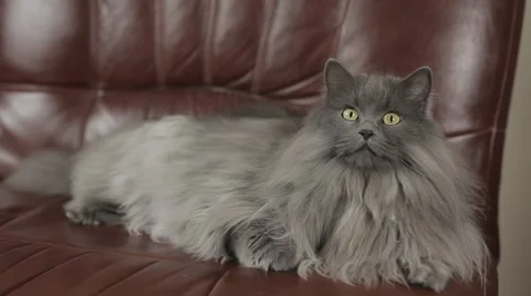 Cute young siberian cat lying on a leather sofa. Close-up. Stock-Footage 43218950