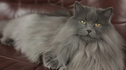 Cute young siberian cat lying on a leather sofa. Close-up. Video stock 43219006
