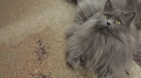 Cute young siberian cat lying front of camera. Close-up. Stock Footage 43219151