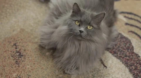 Cute young siberian cat lying front of camera. Close-up. Stock Footage 43219156