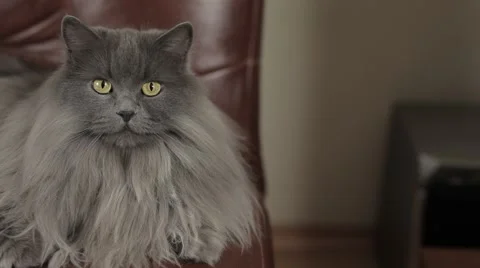Cute young siberian cat lying on a leather sofa. Close-up. Stock-Footage 43219191