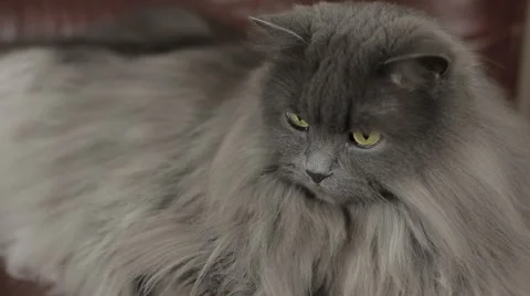 Cute young siberian cat lying on a leather sofa. Close-up. Stock-Footage 43219243