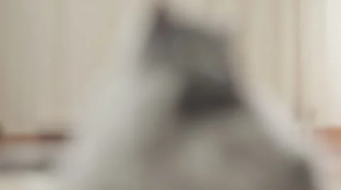 Cute young siberian cat lying front of camera. Close-up. Stock-Footage 43219266