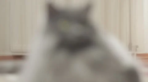 Cute young siberian cat lying front of camera. Close-up. Stock-Footage 43219284