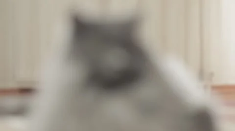 Cute young siberian cat lying front of camera. Close-up. Stock-Footage 43219370
