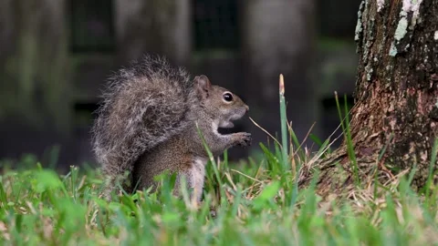 Cute Young Squirrel Enjoying a snack by a Tree Stock Footage 261214663