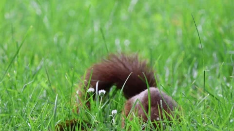 Cute young squirrel playing on green meadow at park, wildlife Stock Footage 276554438