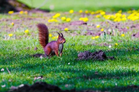 Cute young squirrel playing on green meadow at park, wildlife Stock Photos