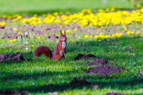 Cute young squirrel playing on green meadow at park, wildlife 스톡 사진