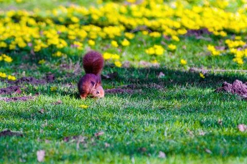 Cute young squirrel playing on green meadow at park, wildlife Stock Photos