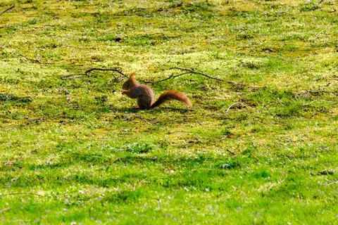 Cute young squirrel playing on green meadow at park Stock Photos