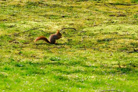 Cute young squirrel playing on green meadow at park Fotos de archivo