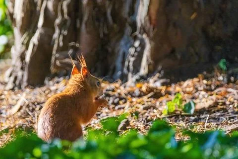 Cute young squirrel playing on green meadow at park Foto stock