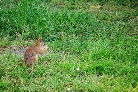 Cute young squirrel playing on green meadow at park Foto stock