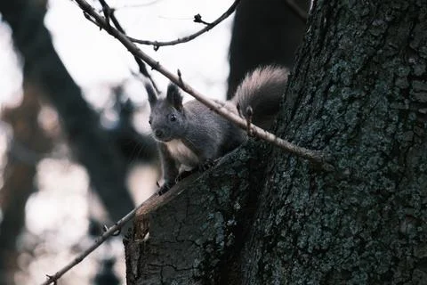Cute young squirrel portrait on tree at park, wildlife Stock Photos