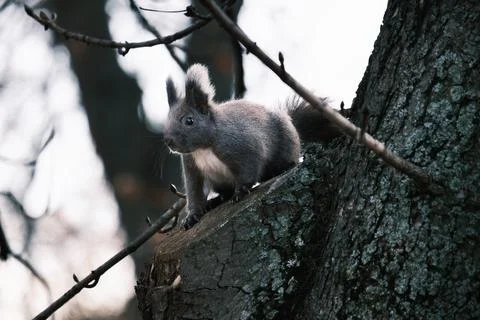 Cute young squirrel portrait on tree at park, wildlife Stock-Fotos