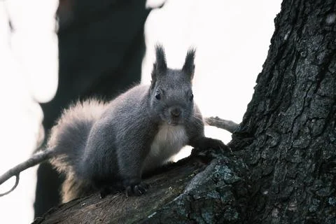 Cute young squirrel portrait on tree at park, wildlife Stock-Fotos