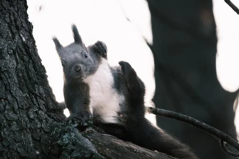Cute young squirrel portrait on tree at park, wildlife Stock Photos