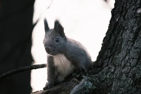 Cute young squirrel portrait on tree at park, wildlife Stock Photos