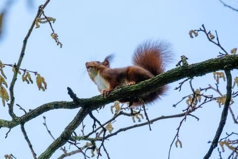 Cute young squirrel portrait on tree at park, wildlife Foto stock
