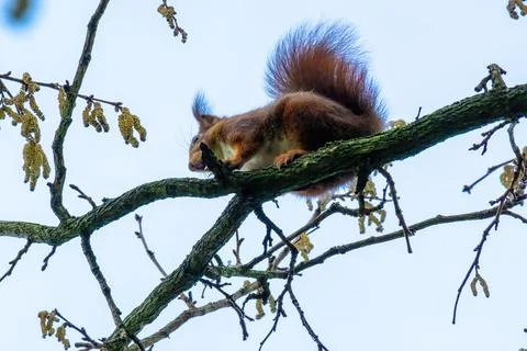 Cute young squirrel portrait on tree at park, wildlife Foto stock