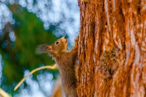 Cute young squirrel portrait on tree at park, wildlife Stock-Fotos