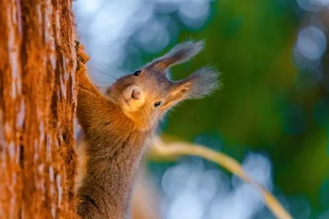 Cute young squirrel portrait on tree at park, wildlife Stock Photos