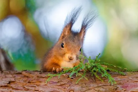 Cute young squirrel portrait on tree at park, wildlife Stock Photos