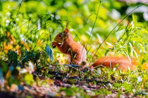 Cute young squirrel portrait on tree at park, wildlife Stock Photos