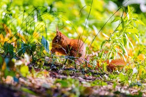 Cute young squirrel portrait on tree at park, wildlife Stock Photos